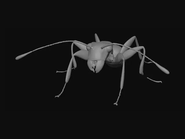 3D model for Black Carpenter Ant in Profile