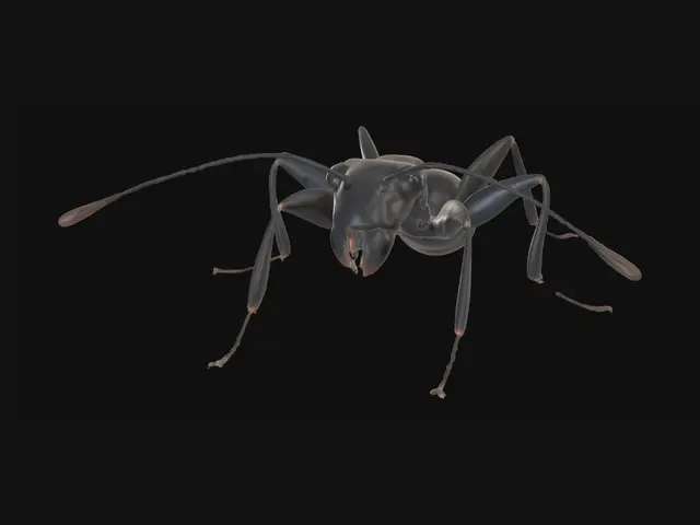 3D model for Black Carpenter Ant in Profile