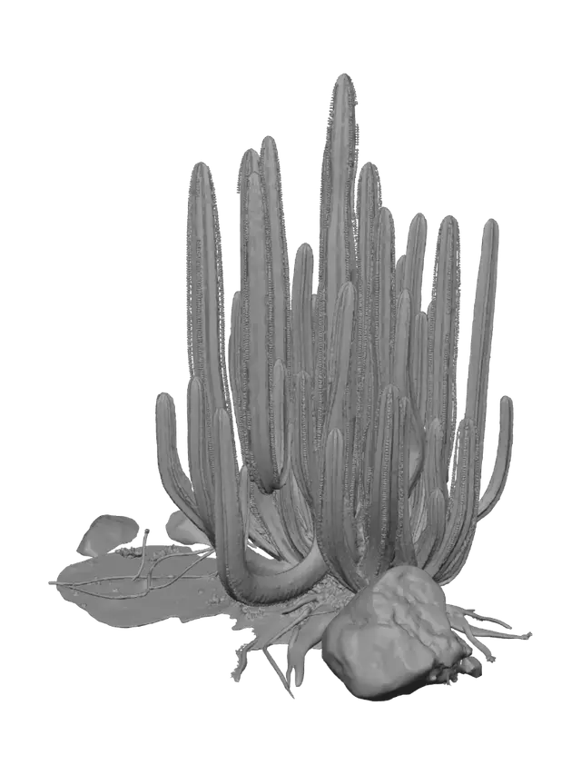 3D model for Cactus in the Desert Dunes