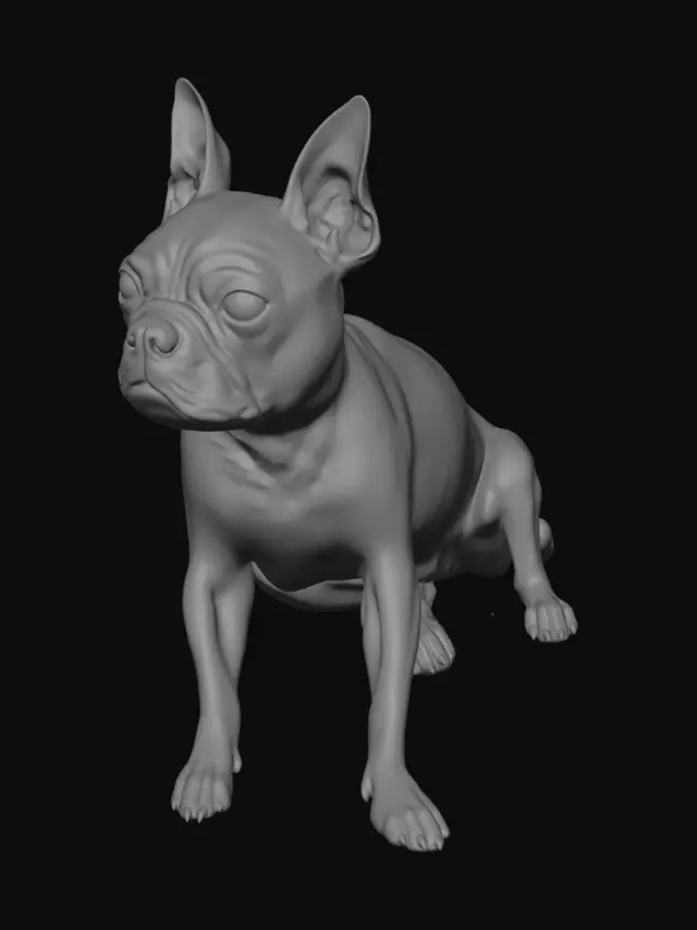 3D model for Curious Boston Terrier on the Couch