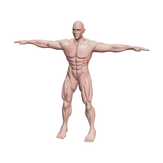 Muscle Anatomy - Torso 3D model, vytvořený pomocí AI