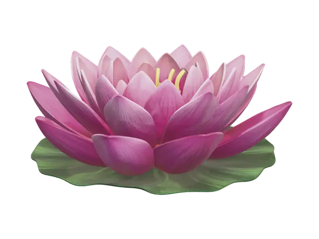 3D model for Realistic Waterlily
