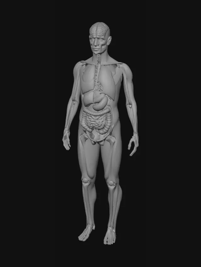 3D model for Human Anatomy Diagram