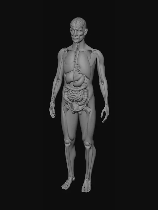 3D model for Human Anatomy Diagram