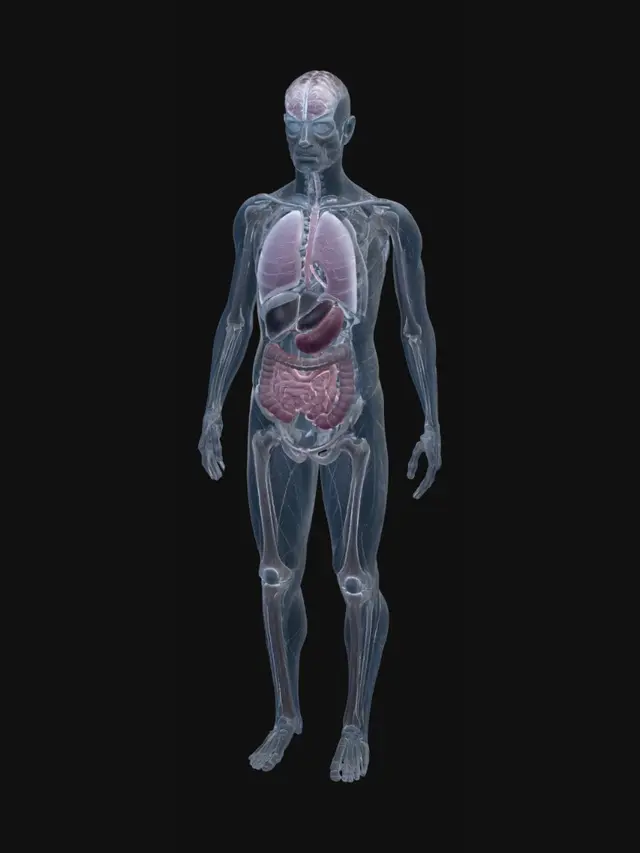 3D model for Human Anatomy Diagram