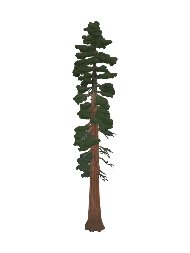 3D model for Towering Pine