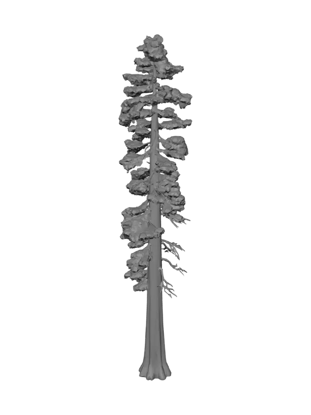 3D model for Towering Pine