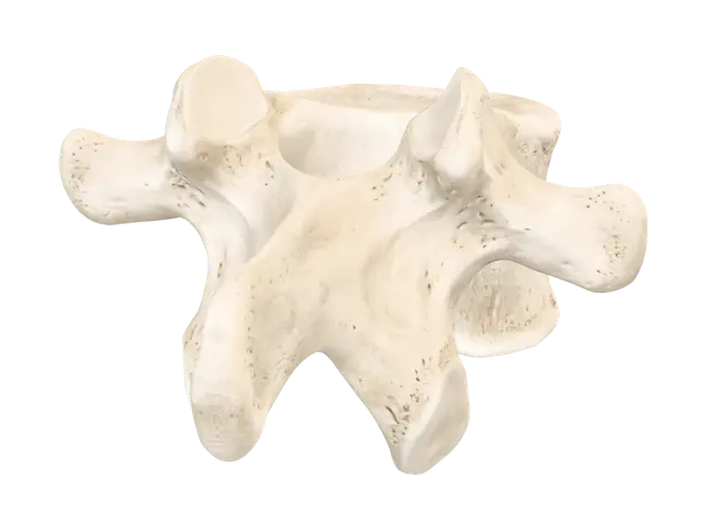 Lumbar vertebra - Vertebrae 3D model, vytvořený pomocí AI