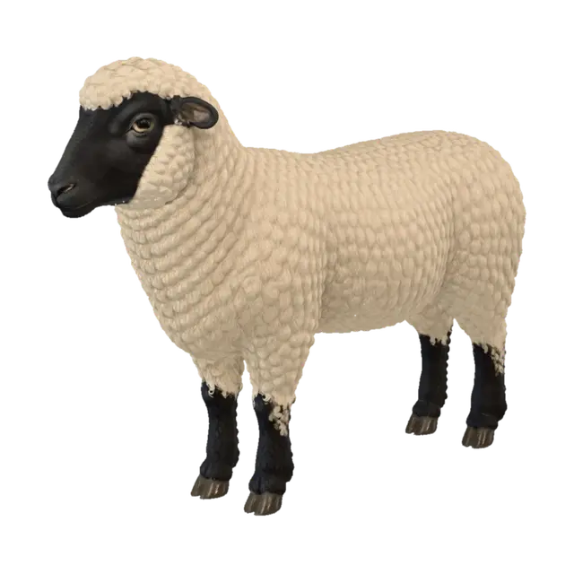 3D model for Ivory Curl Sheep