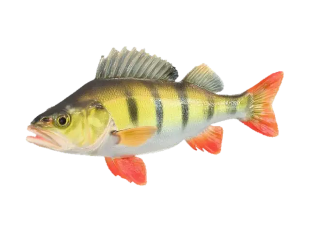 Perch Elegance 3D model, vytvořený pomocí AI