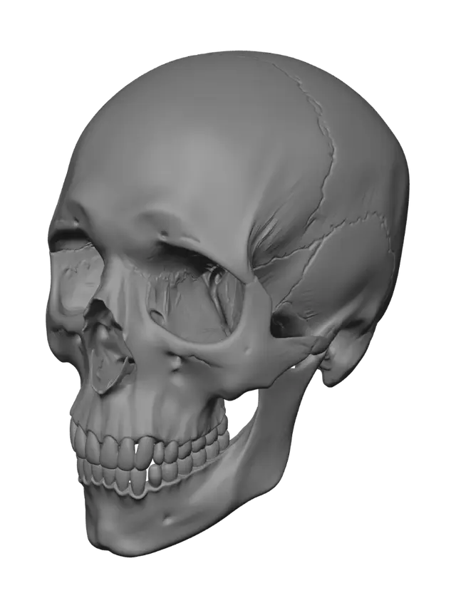 3D model for Cracked Skull