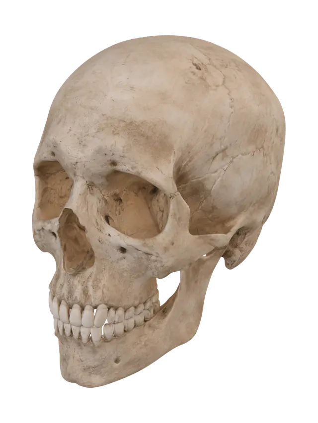 3D model for Cracked Skull