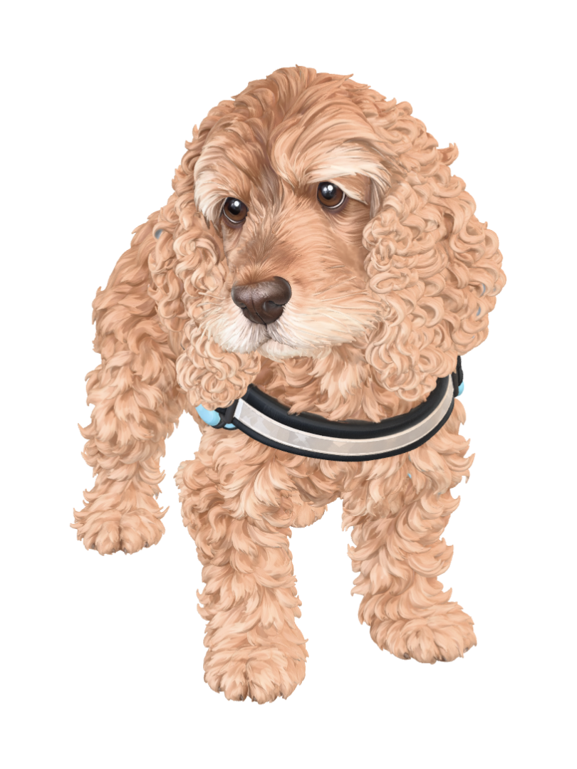 cocker – Download Free 3D Model | Meshy
