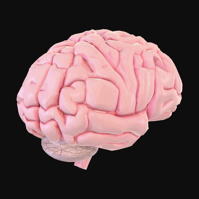 "humain brain low poly" - Download free 3D models generated with Meshy ...