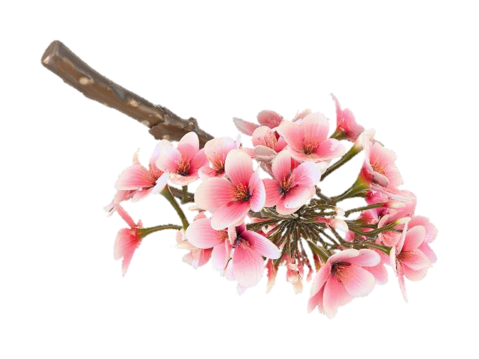 3D model for A single of cluster cherry blossoms, detailed Japanese Sakura, rough dark brown bark texture, delicate soft pink petals, blooming flowers with small green buds, organic curvature, photorealistic, 4k textures, ambient occlusion, high fidelity game asset