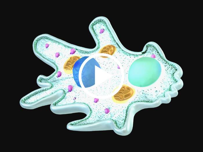 "Amoeba Anatomy Diagram" - Download free 3D models generated with Meshy ...
