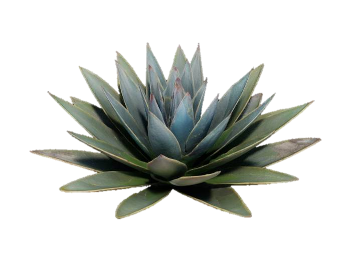 Free Agave 3D Models - Download Instantly | Meshy Free Agave 3D Models - Download Instantly | Meshy