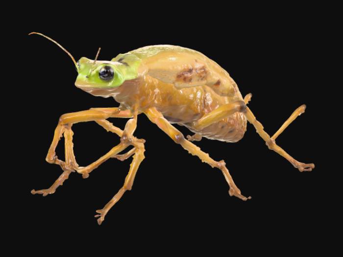 «The Frogant is a peculiar and agile hybrid of amphibian and insect ...