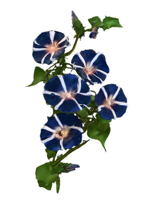 3D model for Morning Glory Symphony