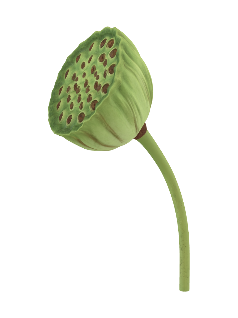 Lotus seed pod 3D model, vytvořený pomocí AI