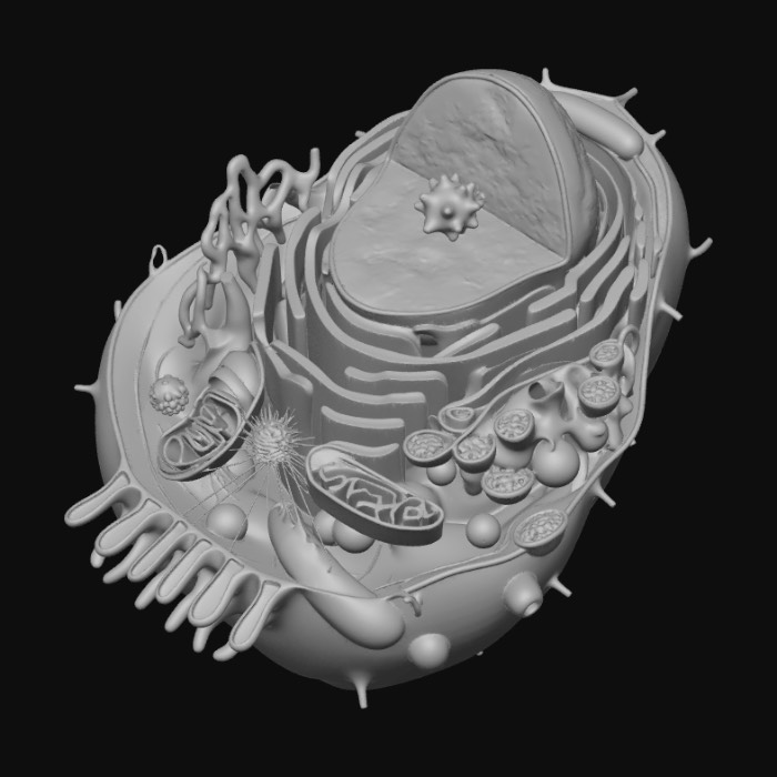 "Eukaryotic Cell Diagram" - Download free 3D models generated with ...