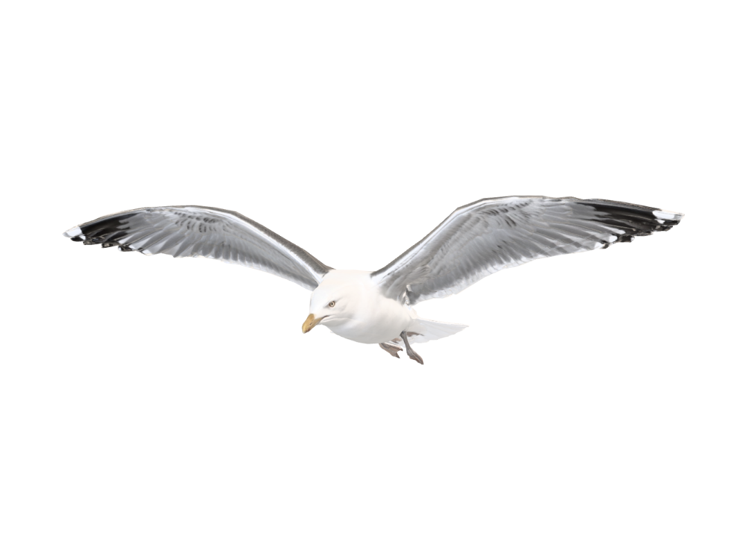 Northern German Seagull – 下载免费 3D 模型 | Meshy