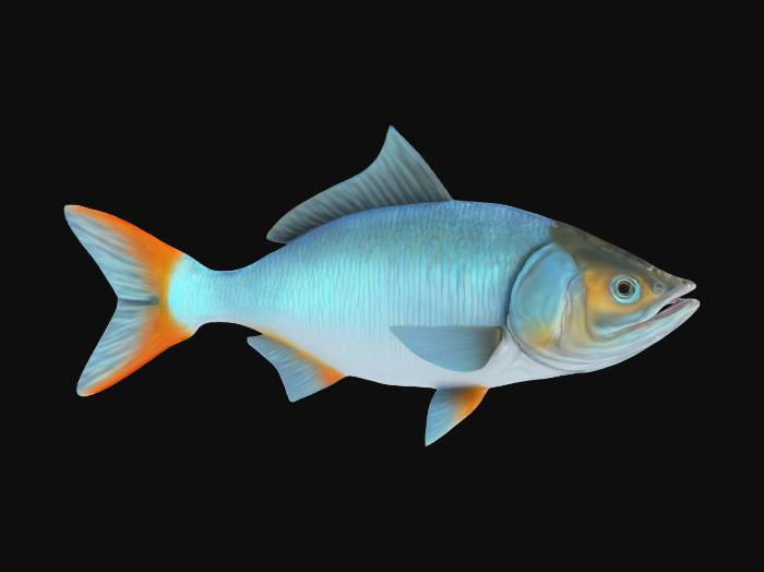 Fish Detailed Real