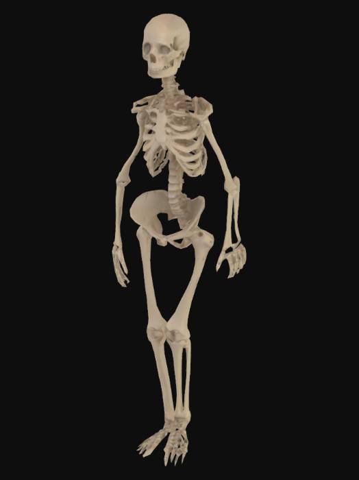 "skeleton human mesh" - Download free 3D models generated with Meshy AI ...