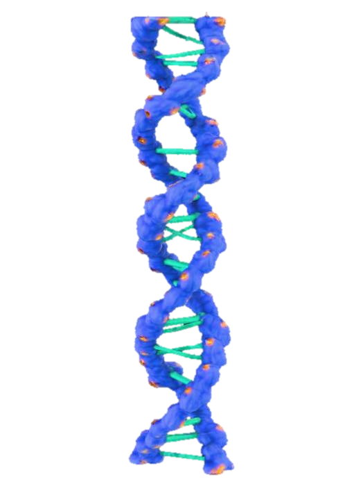 3D model for Una molecola di DNA tridimensionale, a doppia elica, è visualizzata con una texture biologica, leggermente traslucida e rugosa sulle catene esterne di zucchero-fosfato blu-violacee. Le basi interne appaiono come molecole stilizzate e luminose: Adenina (A) è blu, Timina (T) è rossa, Guanina (G) è verde e Citosina (C) è gialla, tutte connesse da sottili legami orizzontali e immerse in uno sfondo nero profondo che esalta la loro luminescenza interna.