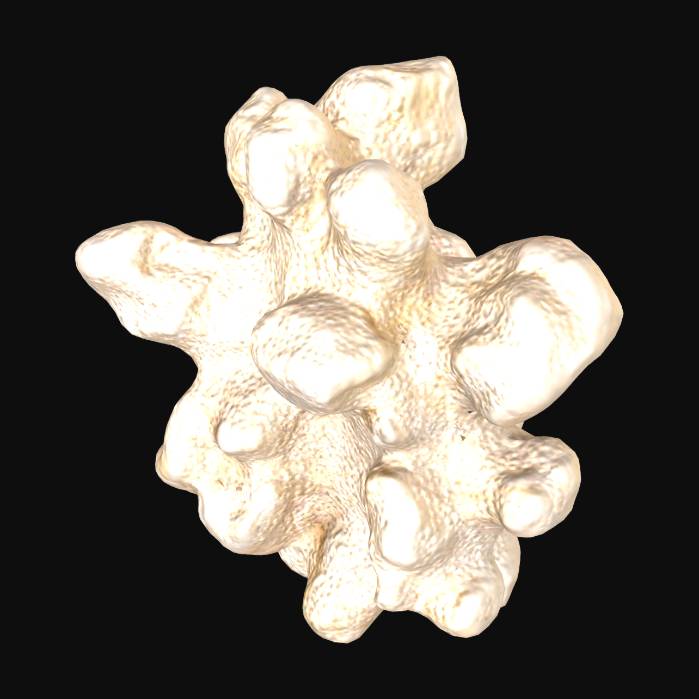 "Coral Elegance" - Download free 3D models generated with Meshy AI by ...