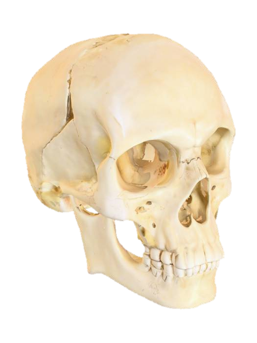 3D model for Human skull. A perfect human skull, highly detailed, 4k resolution,
