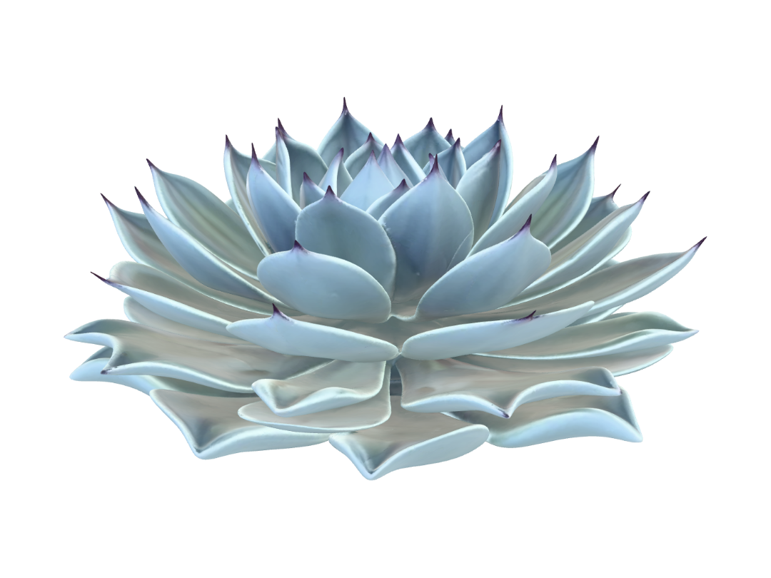 Free Agave 3D Models - Download Instantly | Meshy