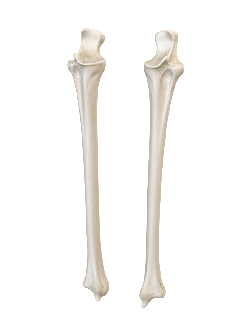 Ulna Left and Right 3D model, vytvořený pomocí AI