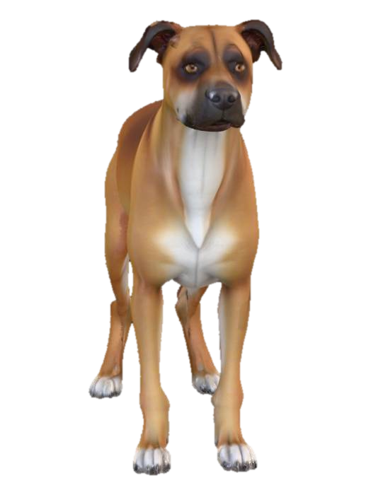 3D model for Highly realistic ultra detail dog of a working class breed. Ultra high quality realistic textures. Solid infill.