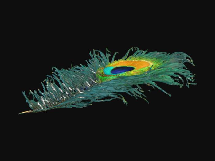 "one peacock feather realistic " - Download free 3D models generated ...