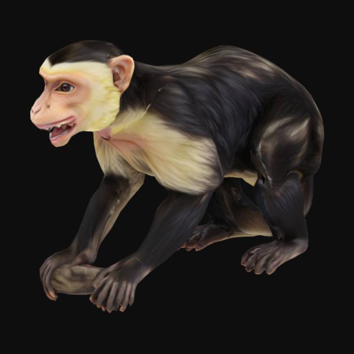 "Splashing Capuchin" - Download free 3D models generated with Meshy AI ...