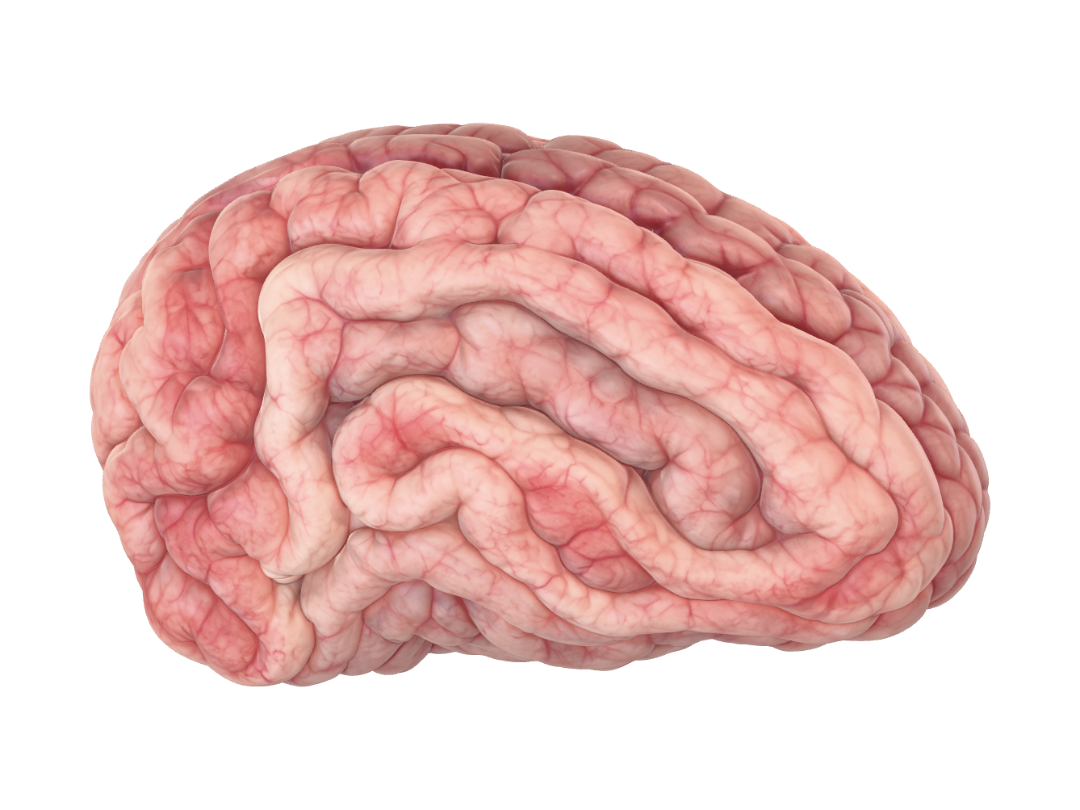 Walrus brain – Download Free 3D Model | Meshy