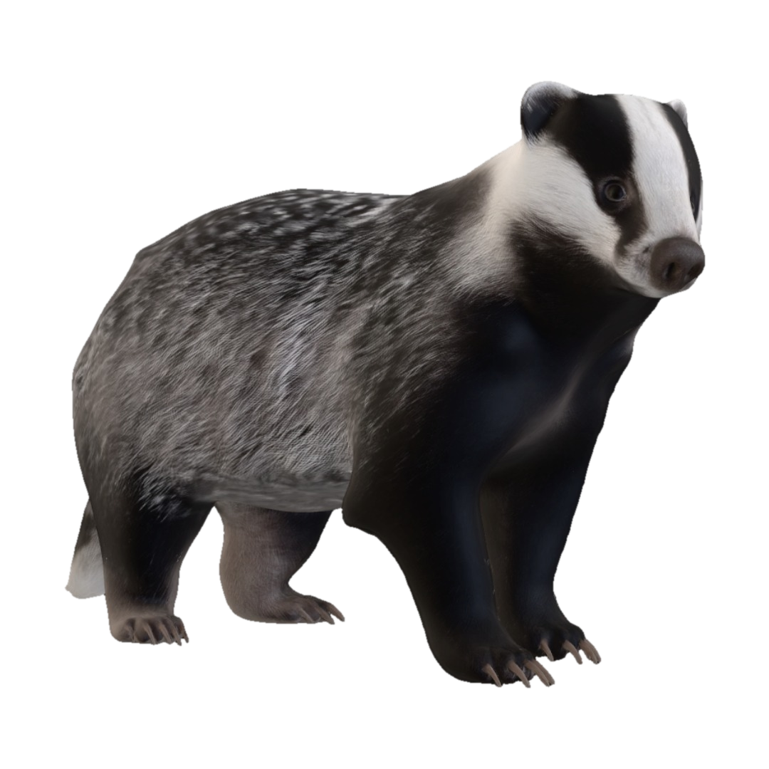 Full body image, feet fully visible. Realistic European badger w/broad low-slung body,… 3D model, vytvořený pomocí AI